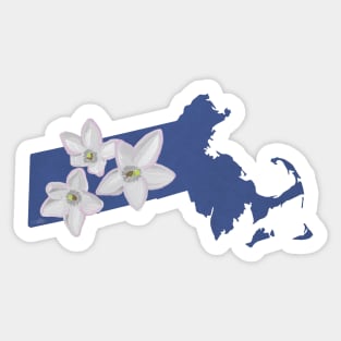 Massachusetts Mayflower Trailing Arbutus Sticker